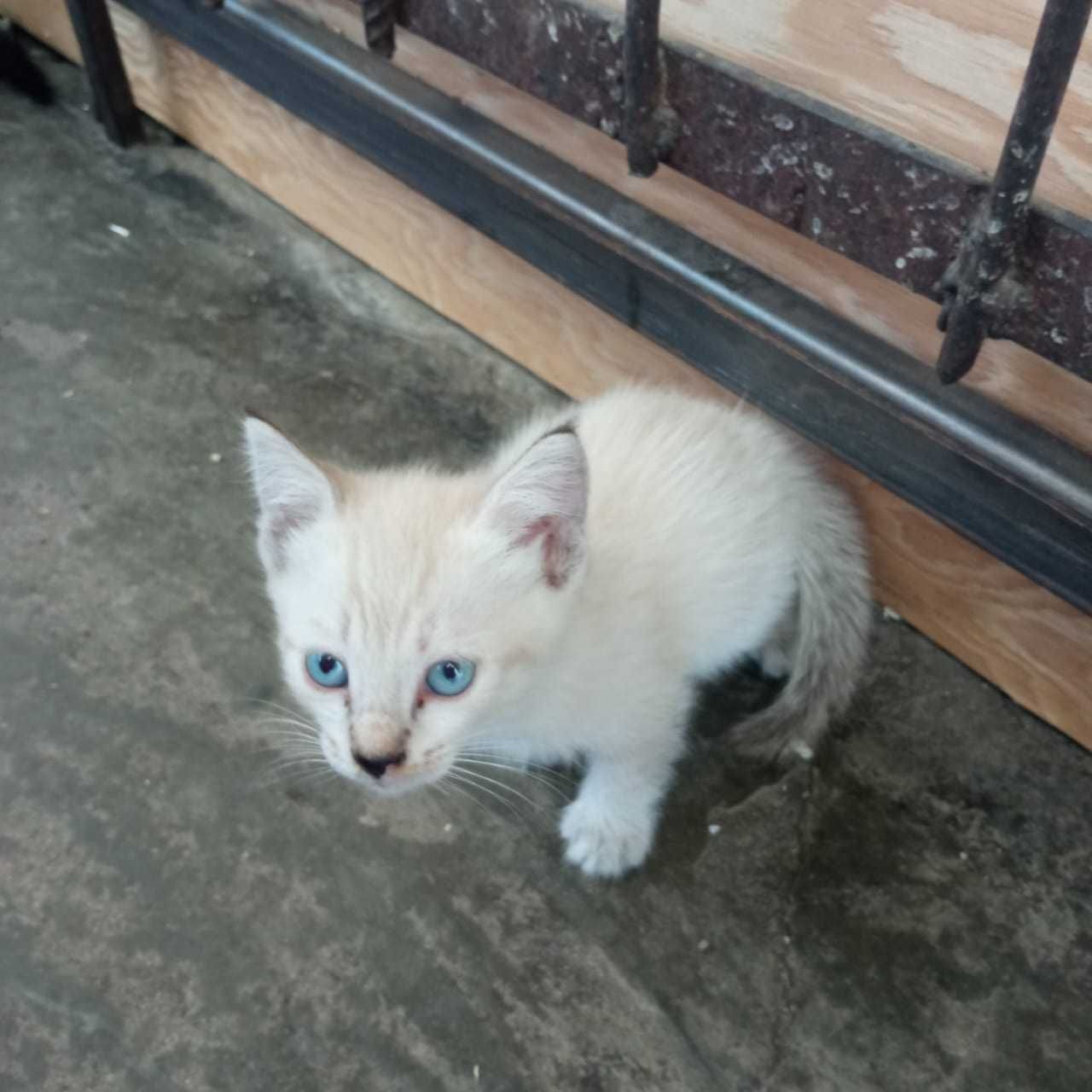 Котята крысоловы в добрые руки