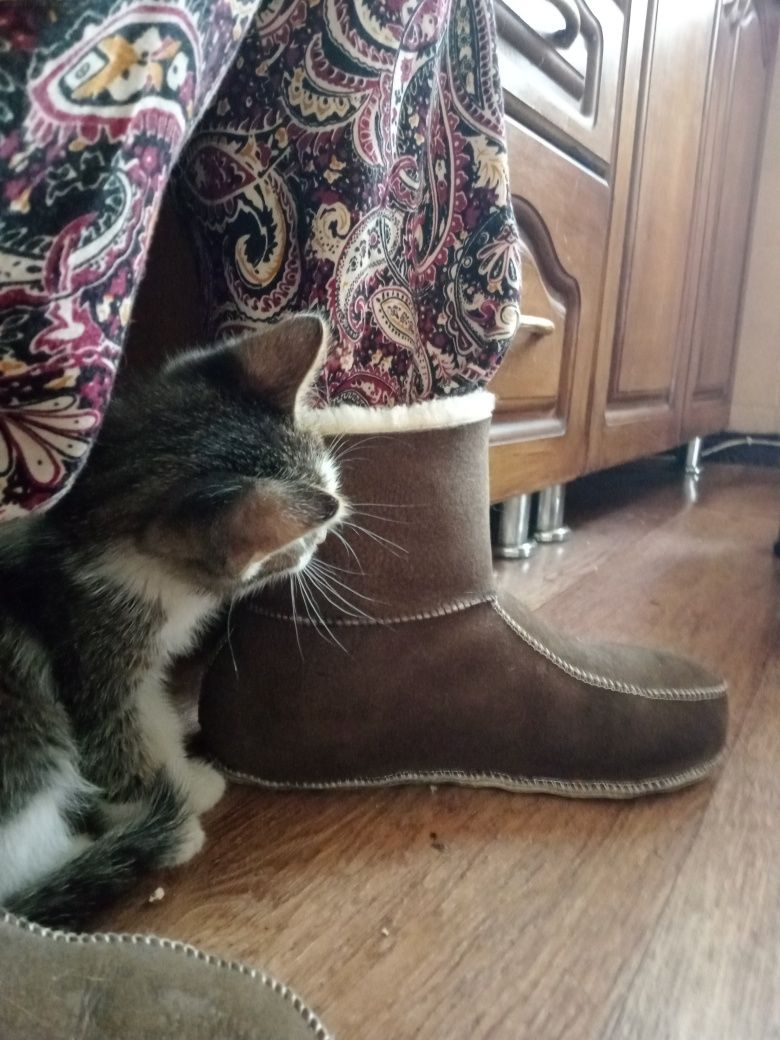 Отдам даром котенка.