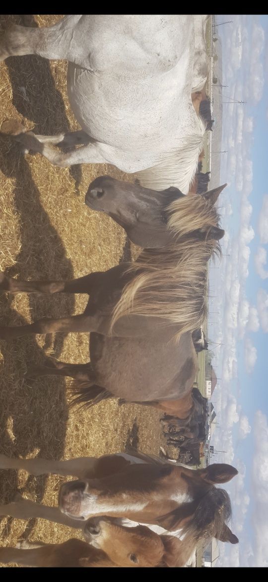 продам 1 кобыла с жеребенком, 1 кобыла без жеребьёвка.