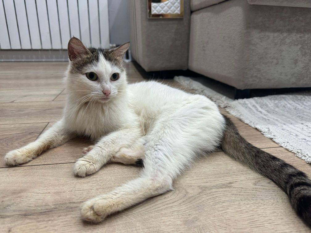 Котенок в добрые руки