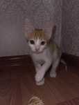 Котенок, отдадим в добрые ручки