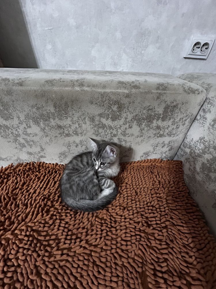 Котенок серенький
