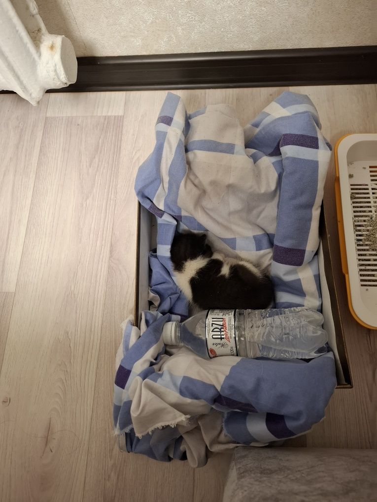 Отдам котёнка в добрые руки