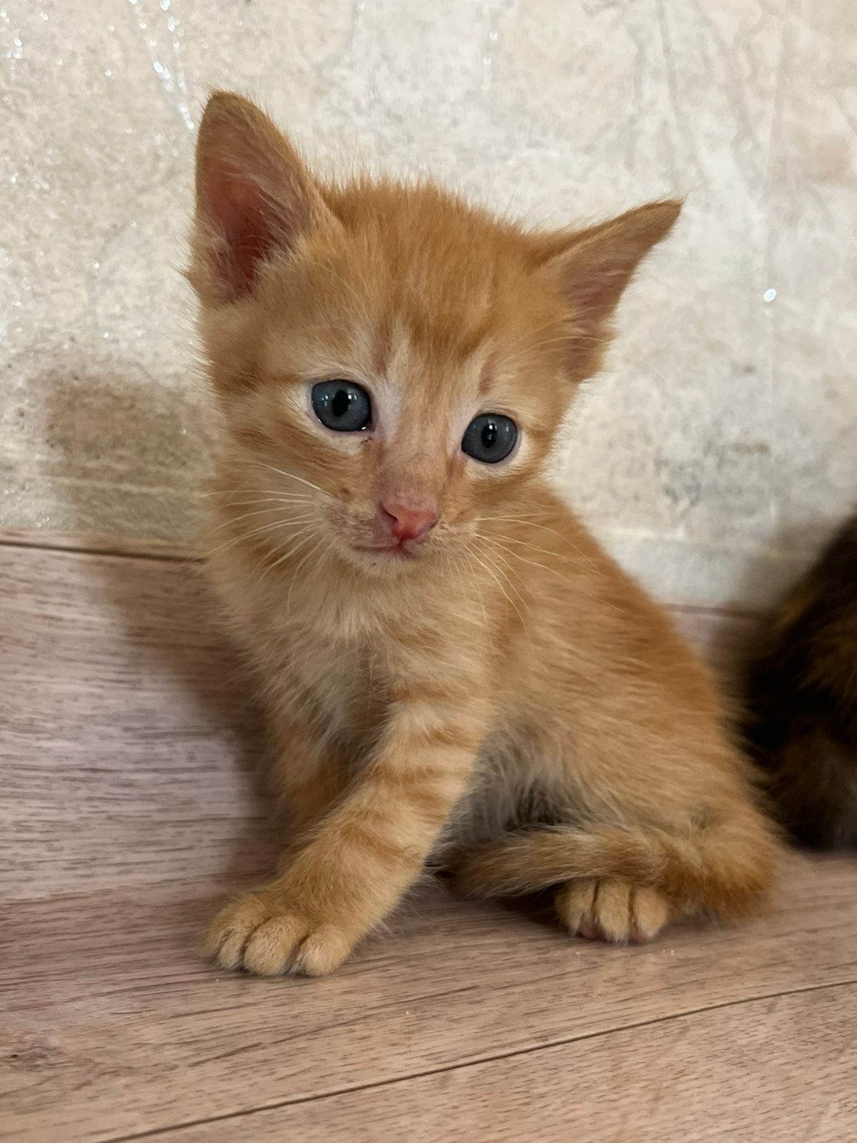Ищут дом ласковые котята!