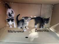 Котята и Кошка ишут дом