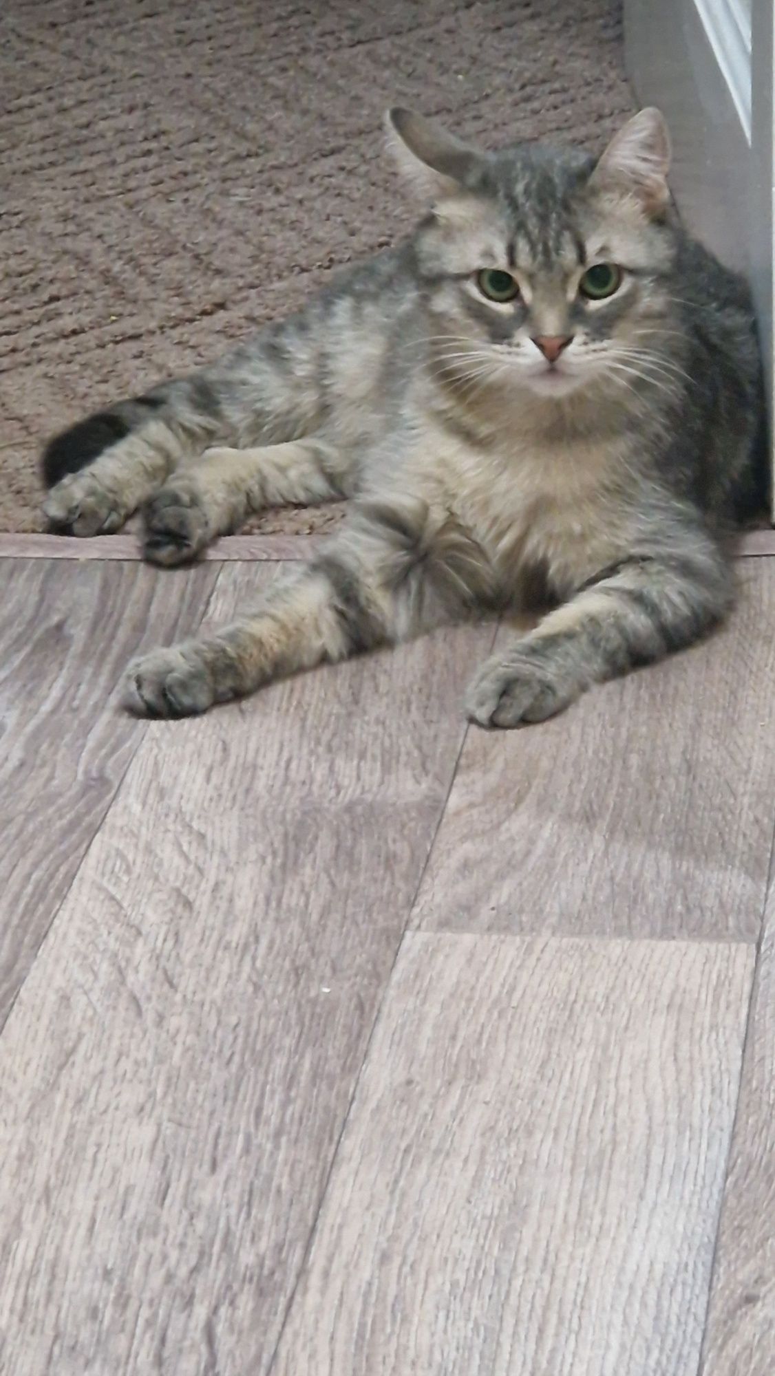 Красавец котик в добрые руки
