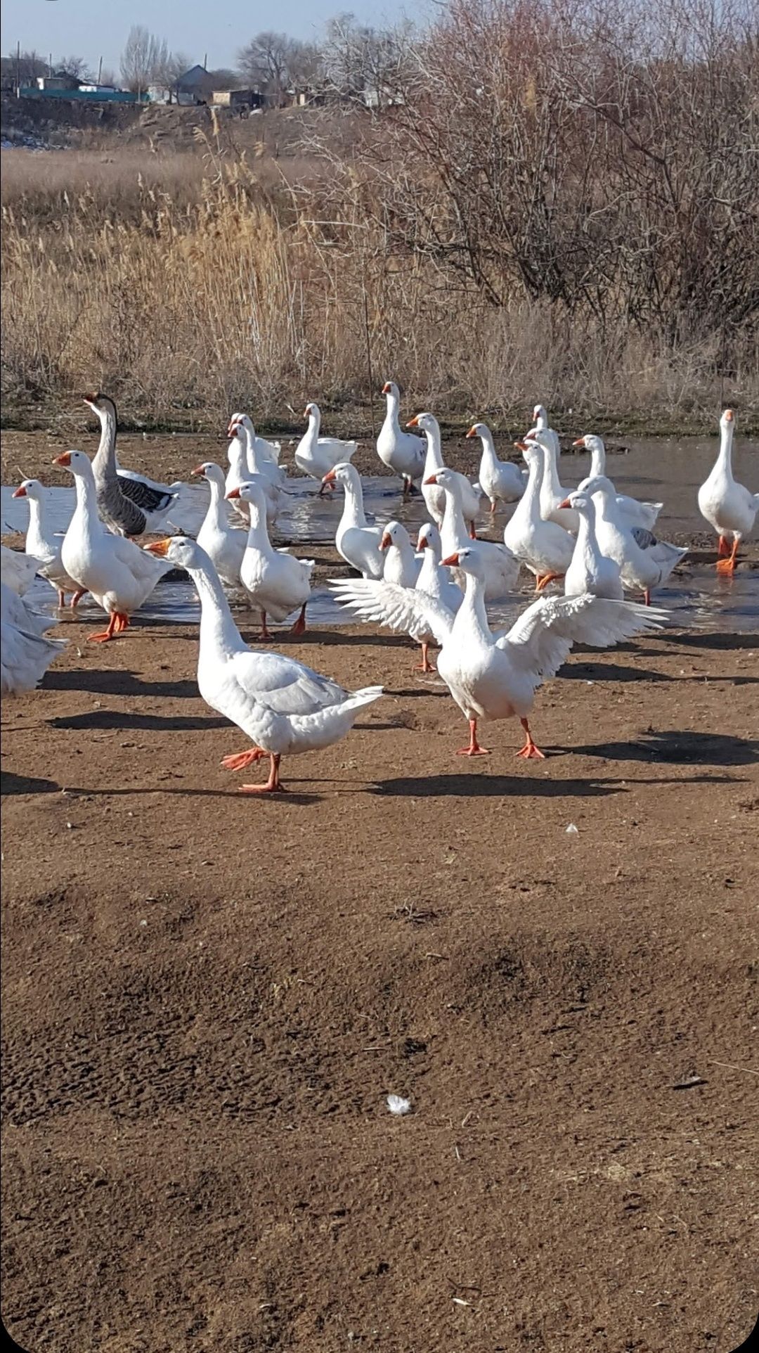 Сдам в аренду ферму