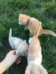Котята Алмагүл,привок