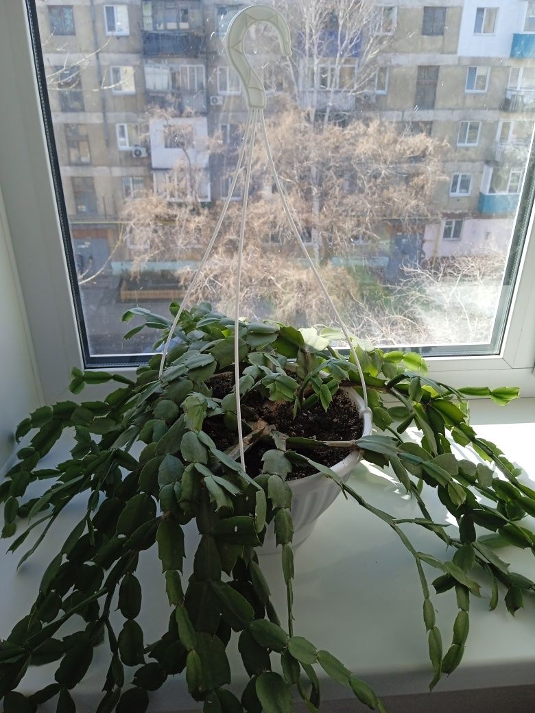 Продам цветок декабрист