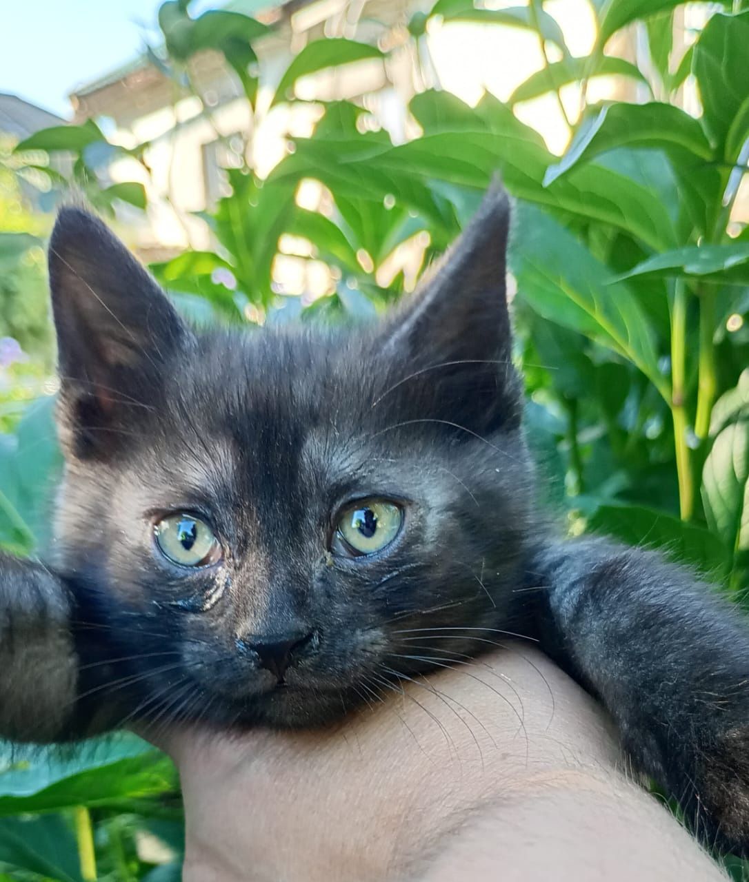 Отдам котят в добрые руки