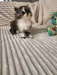 Персидские котята