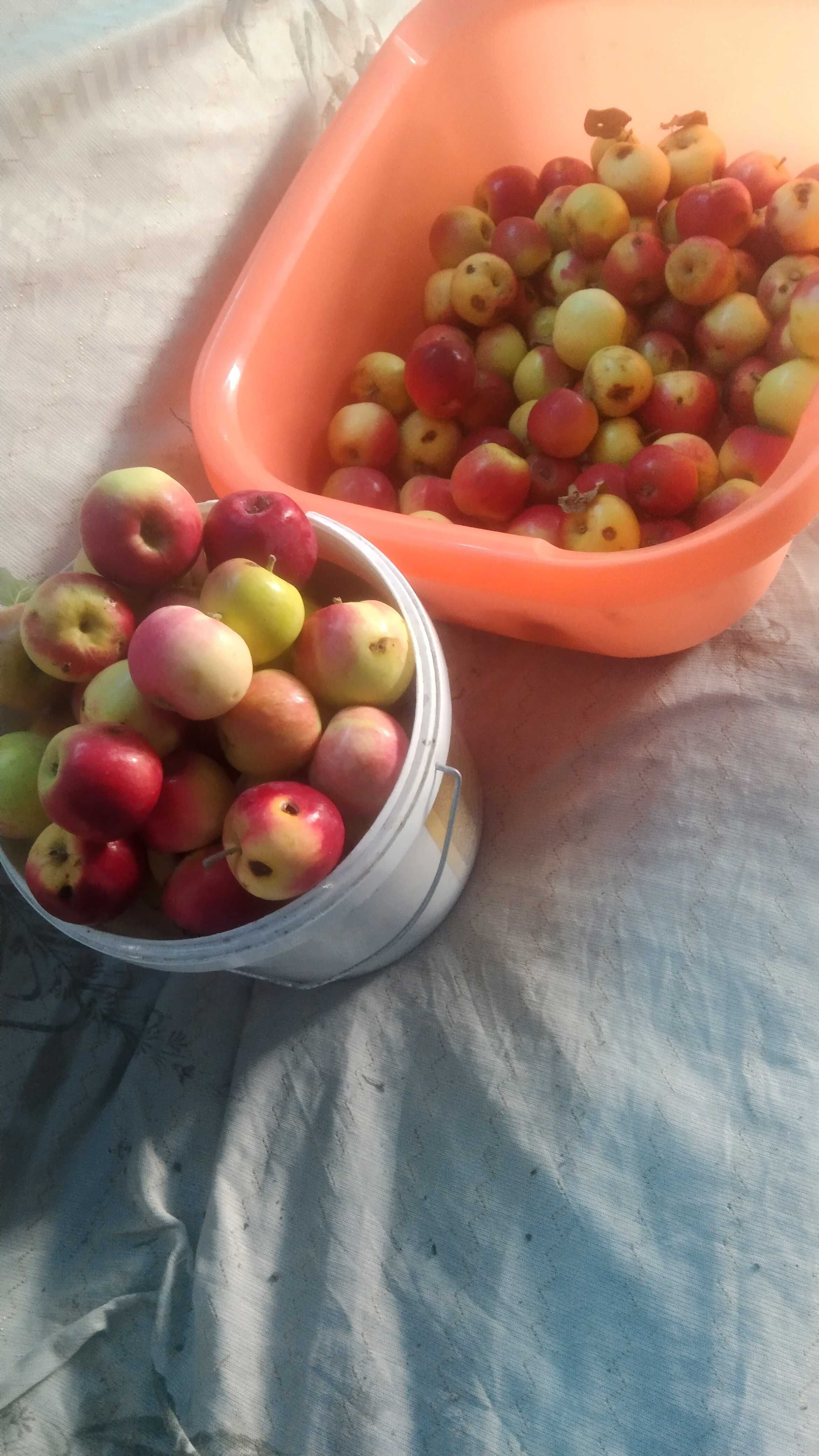 Продам яблочки не кондиции