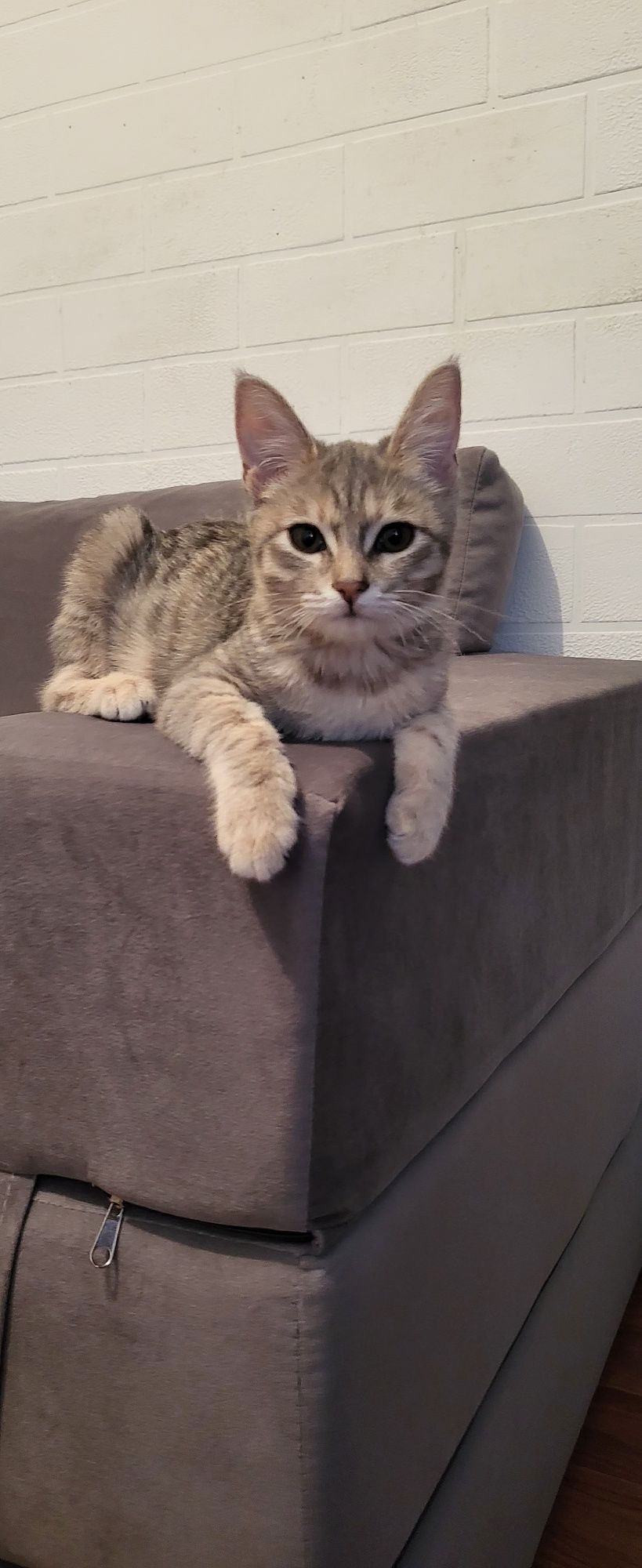 Отдам котят в хорошие руки