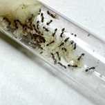 Муравьи Tetramorium Caespitum (Дерновый муравей) колония 6-10 рабочих