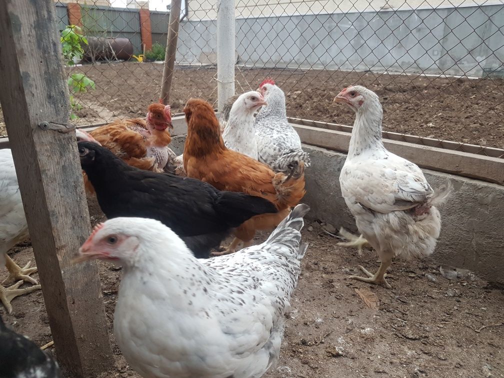 Продам подрощеных петушков