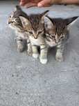 Котята бесплатно