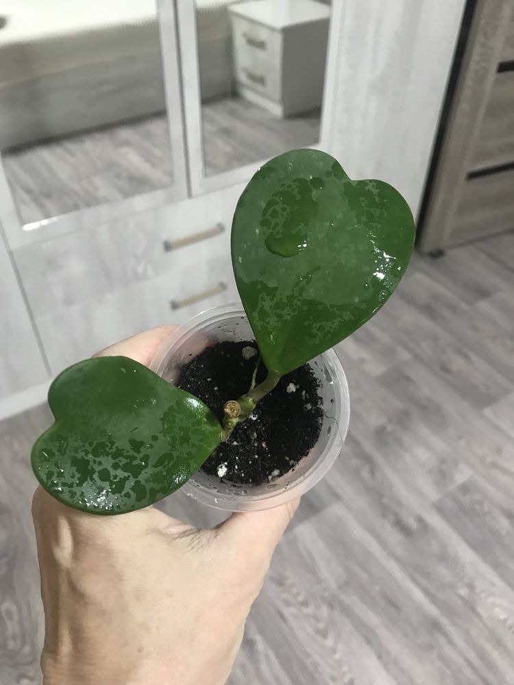 Отростки  комнатных хой