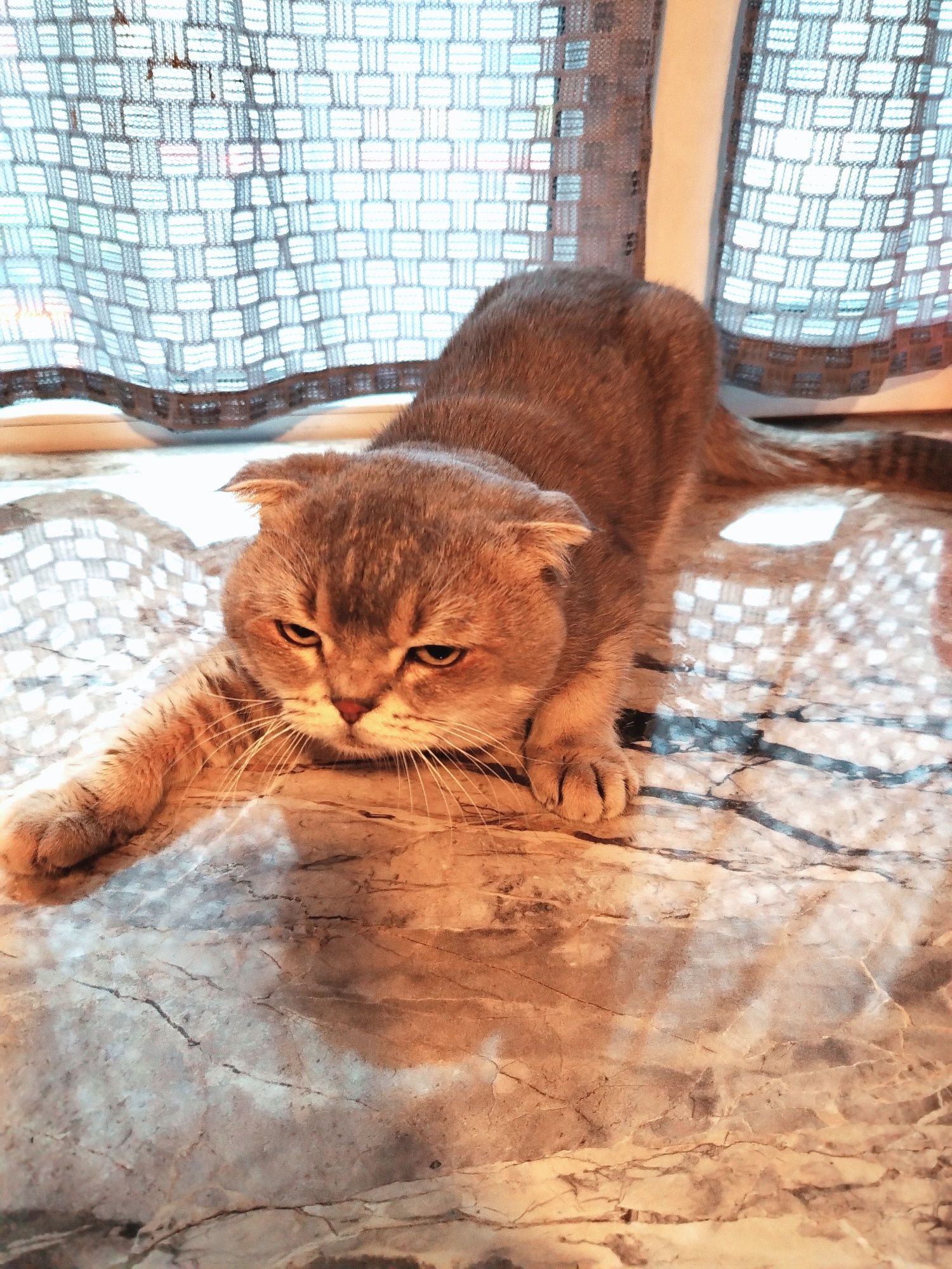 Вязка.кот шиншилла серебро, скотиш фолт. 11 м/н