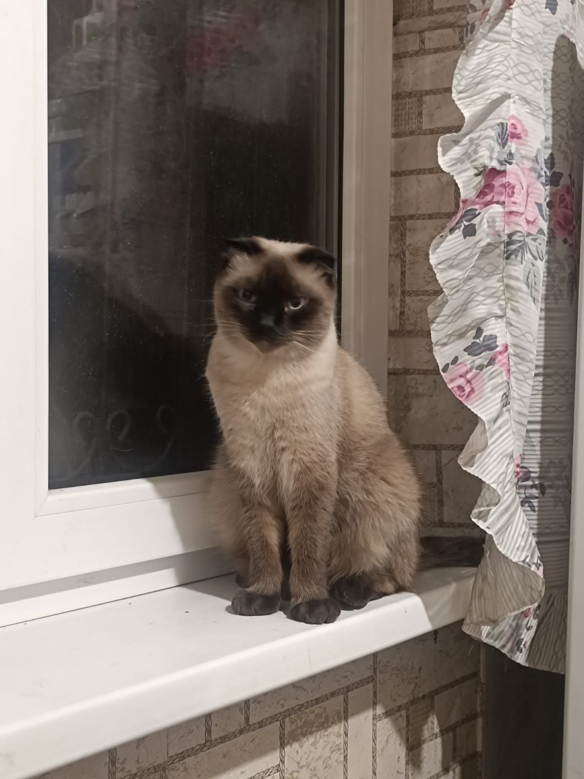 Отдам котиков  в добрые руки!!!