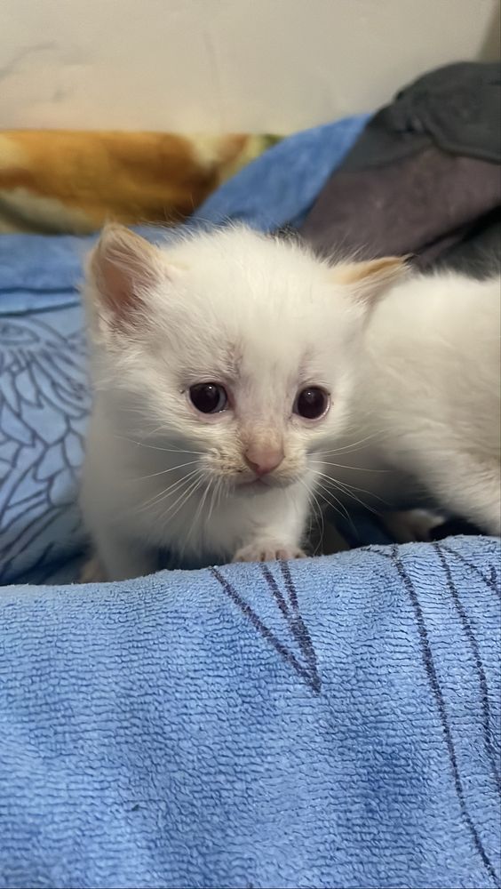 Кошка котята игриве