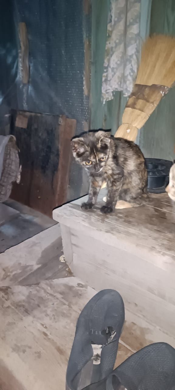 Отдам котят в добрые руки!
