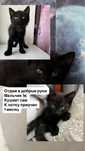 Котята мальчик 1