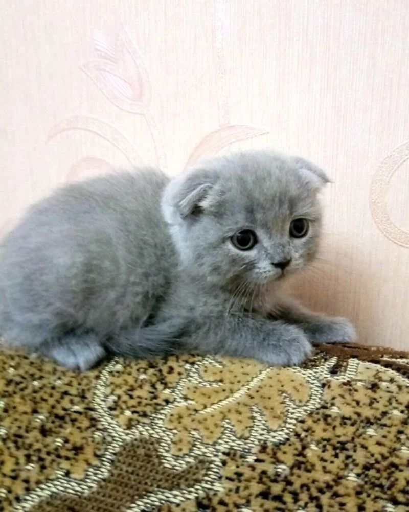 Шотландские вислоухие котята