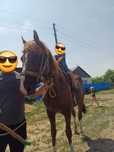 Продам жеребца Айгыр