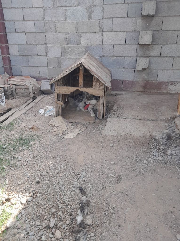 Продам собаку продам лайка