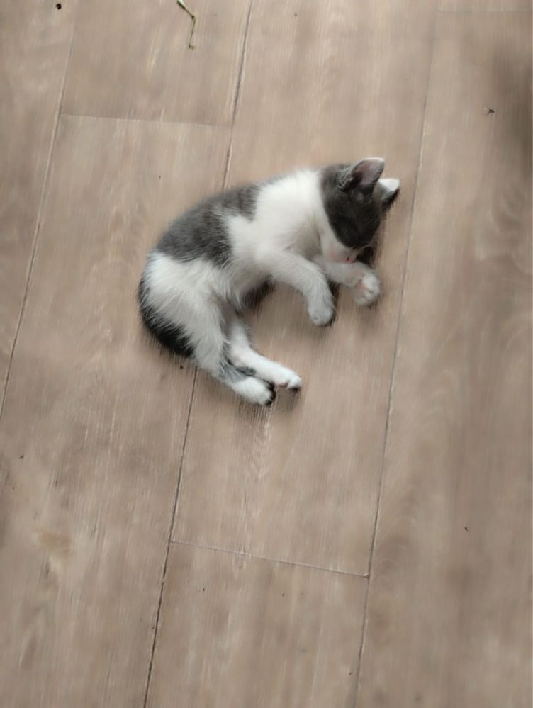 Отдам котят в хорошие руки