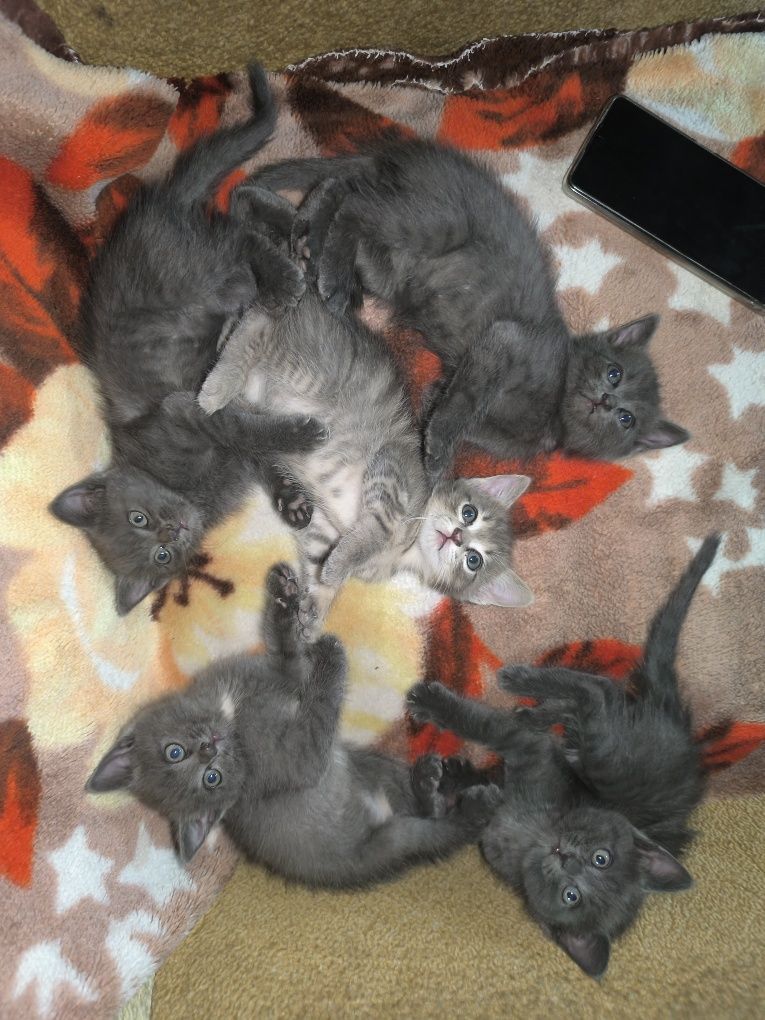 Отдам котят за символическую сумму. В хорошие руки