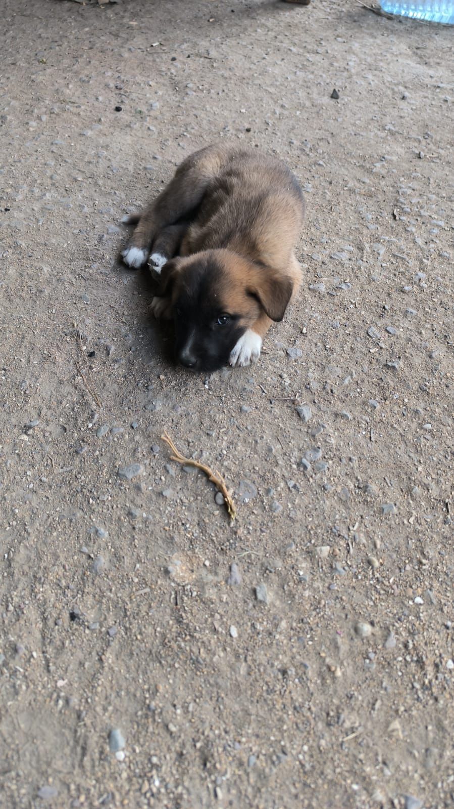 Маленькие Щенята ищут дом.