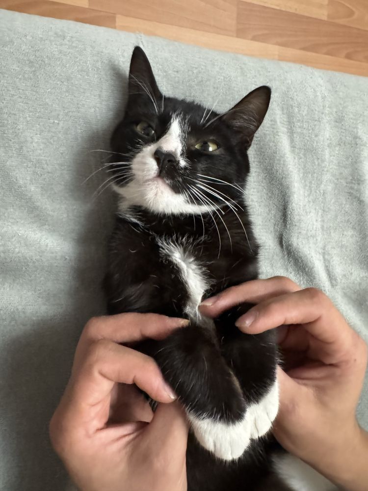 Кот домашиний не породистый