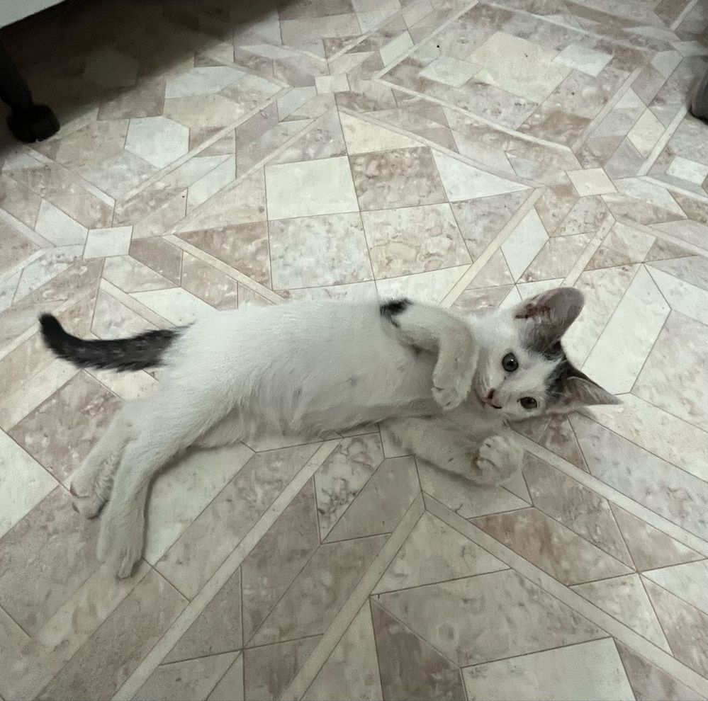 Котенок , 2 месяца,девочка