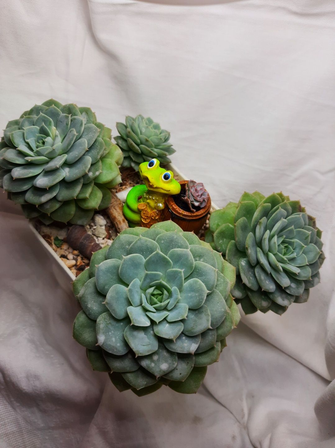 Echeveria (Эхеверии) розы пустыни, суккуленты из частной коллекции