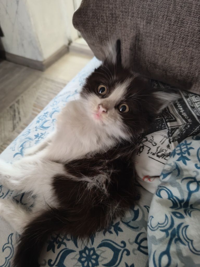Отдам котенка в хорошие руки