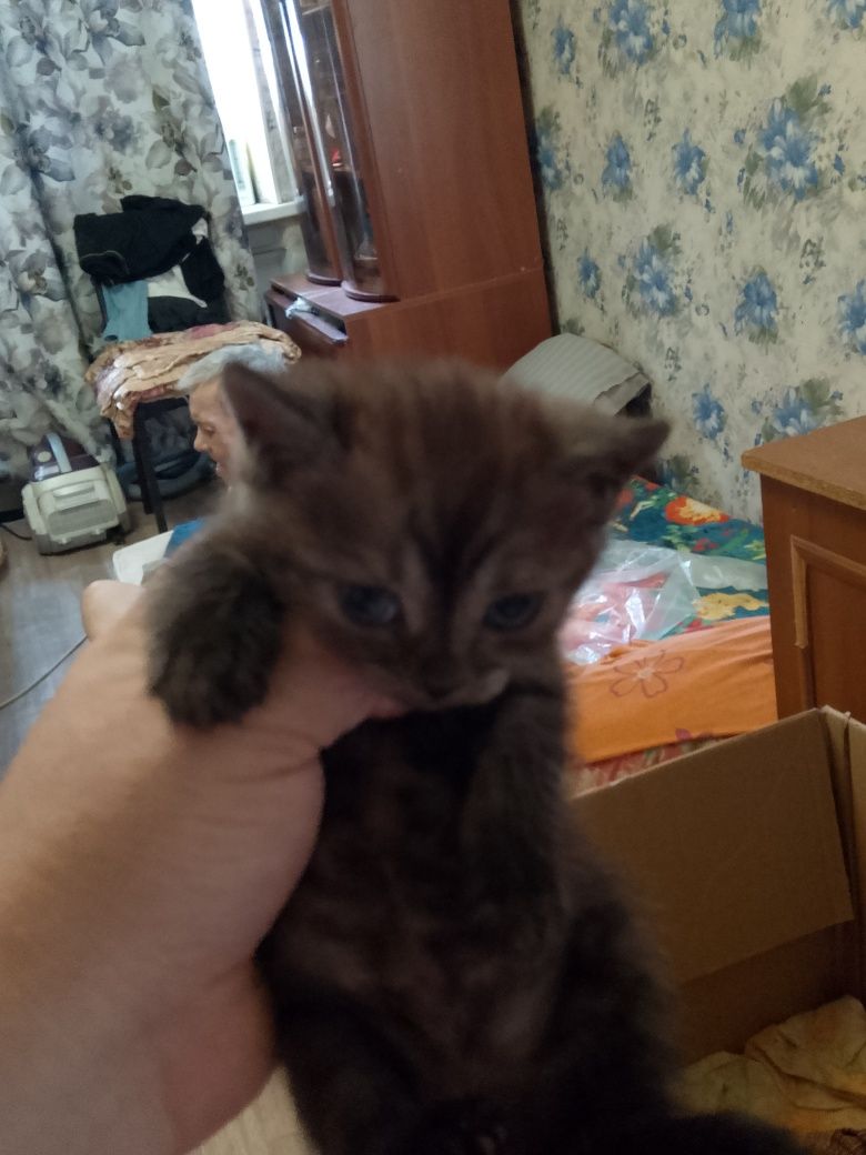 Адам котят мольчики 2 мальчика  три девочки