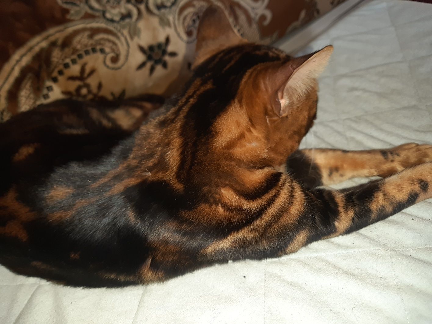 Котик бенгал ищет невесту  на вязку