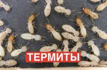 Услуги по уничтожению клопов тараканов термитов