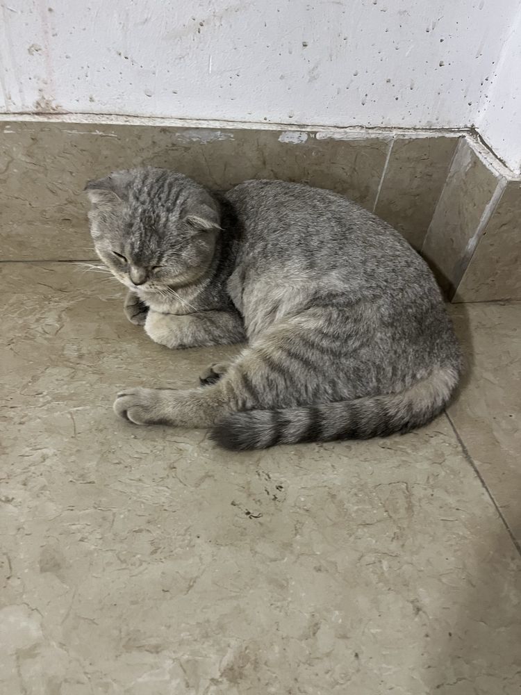 Котик даром поподистый