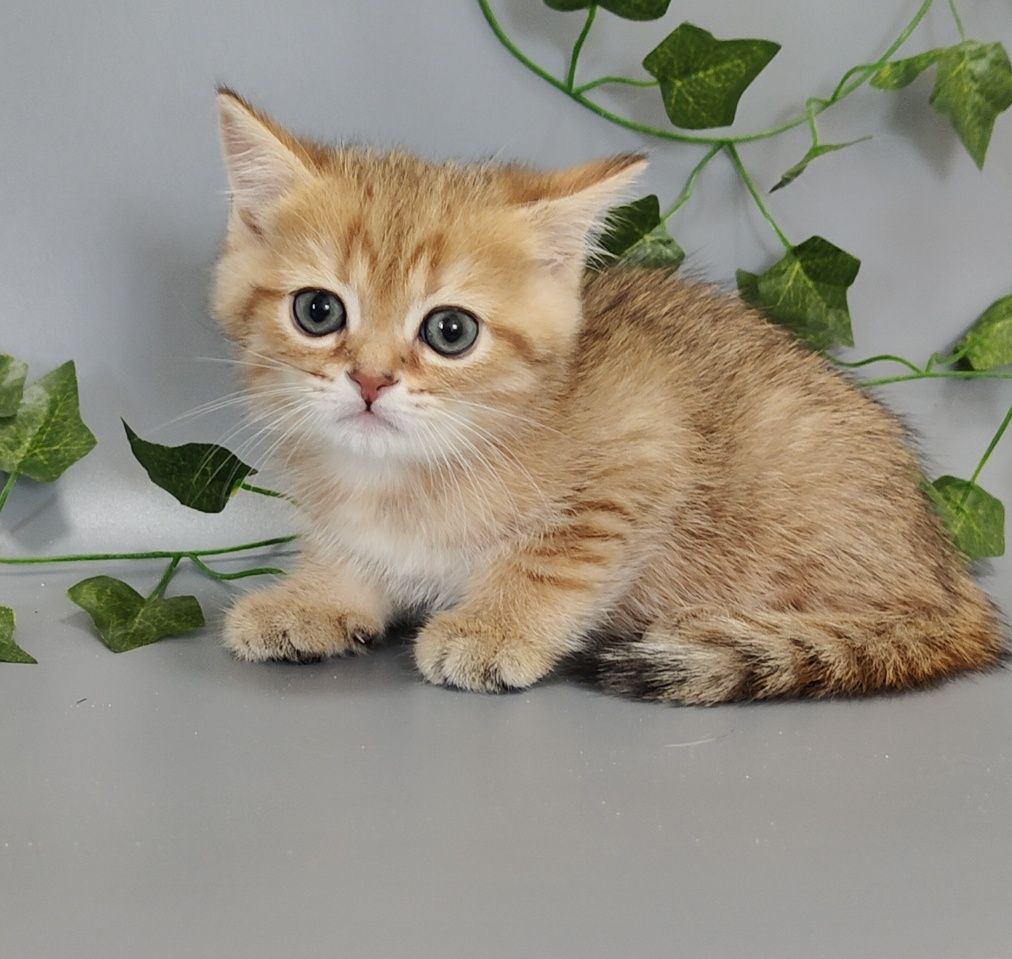 Котик Шиншилла ny11