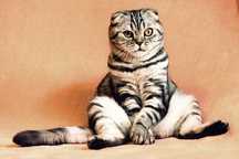 Передержка кошек