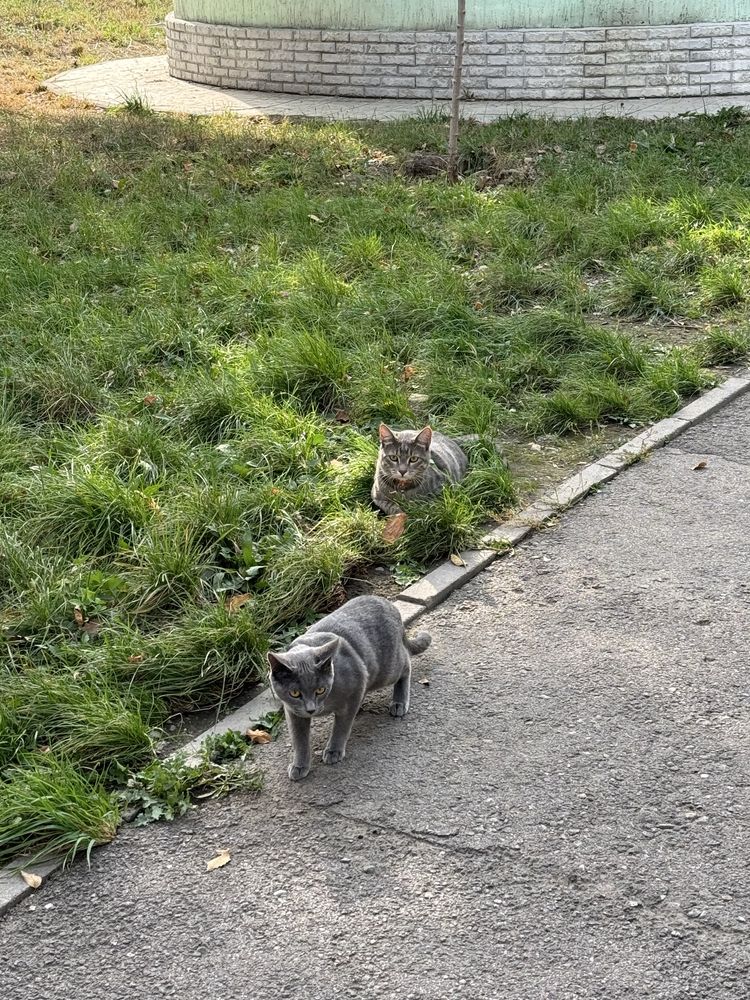 Отдадим двух котов в добрые руки