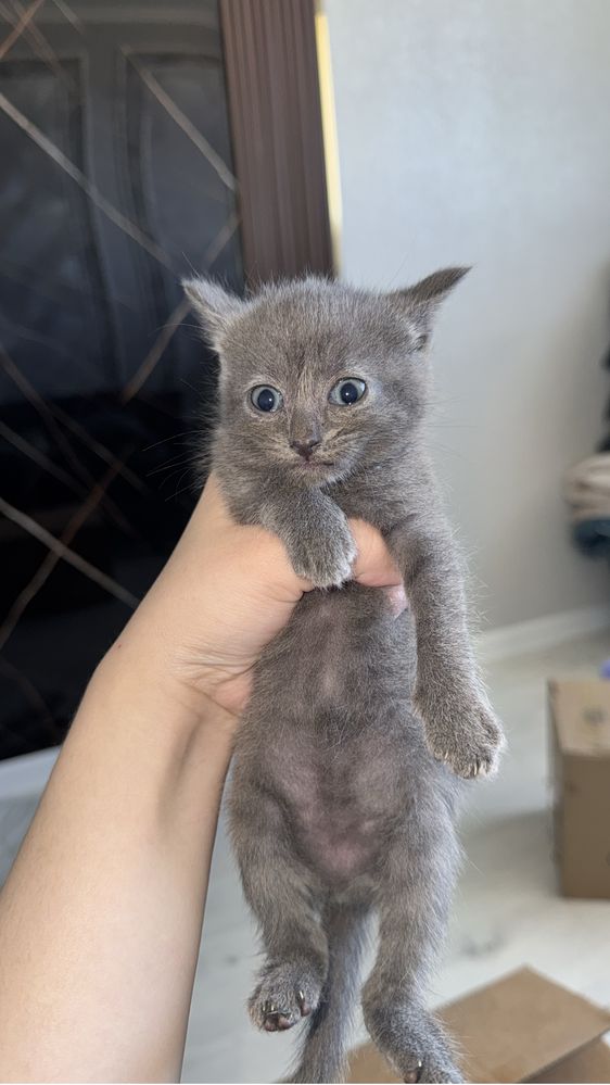 Отдам котят в хорошие и ответсвенные руки