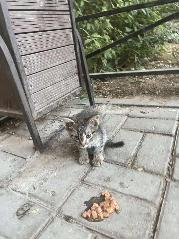 Котенок Шымкент