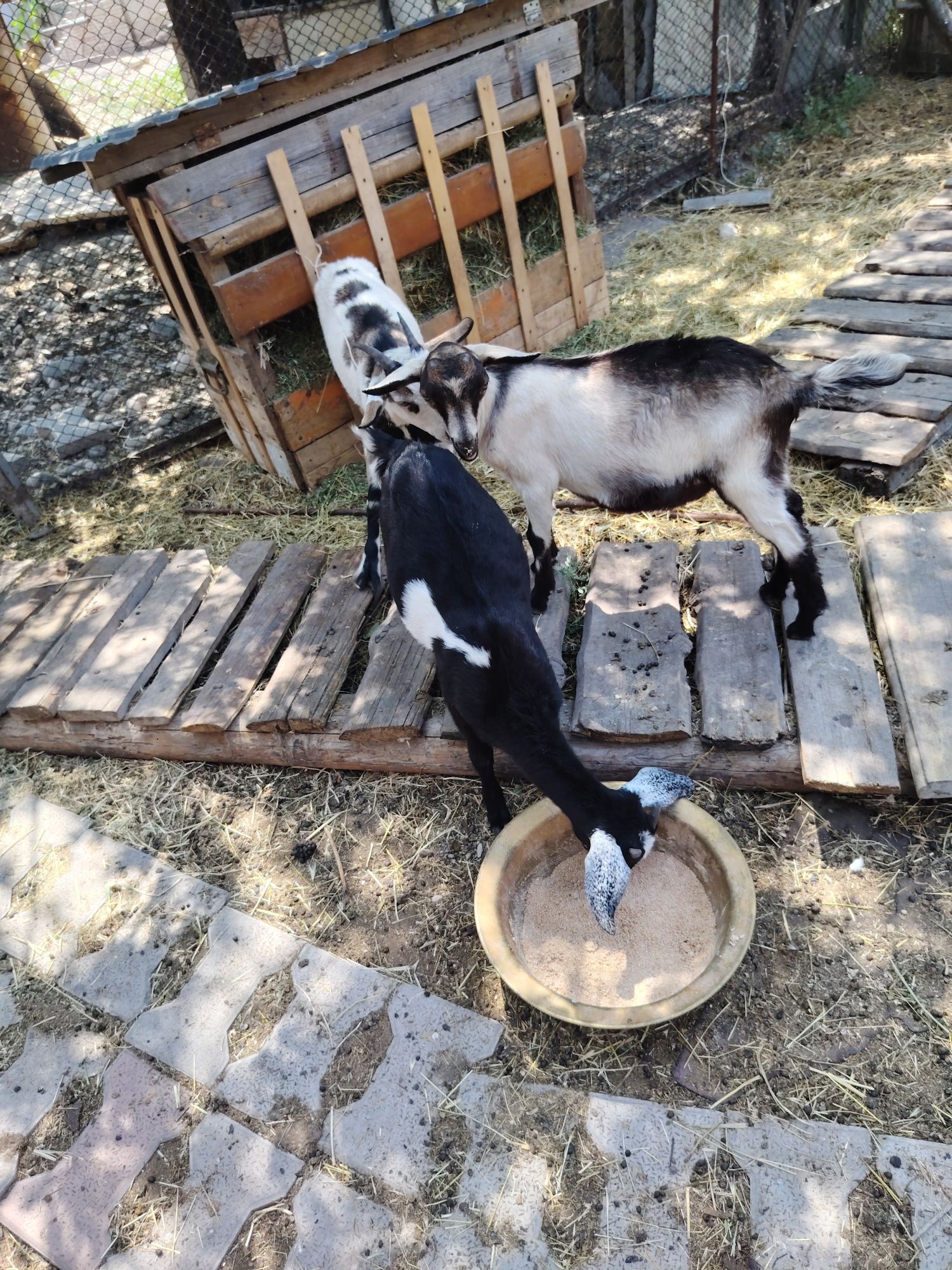 Козы ешки лактар