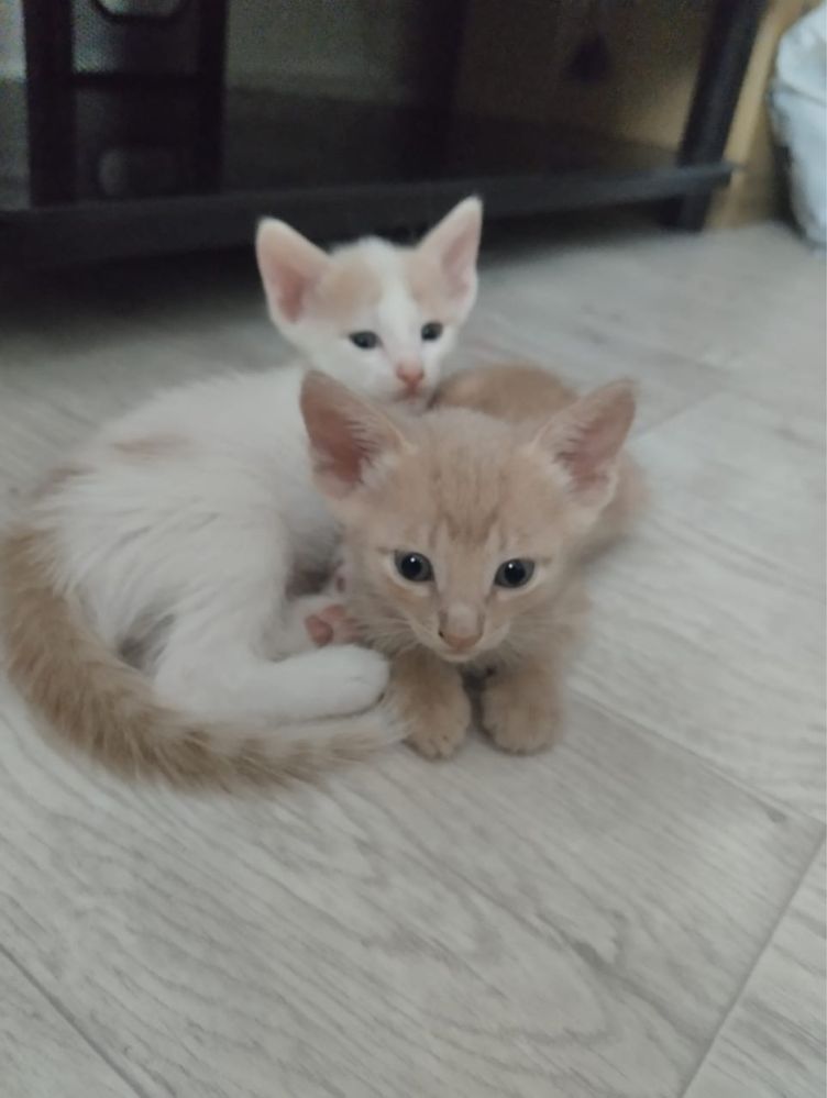 Отдам в хорошие руки котят