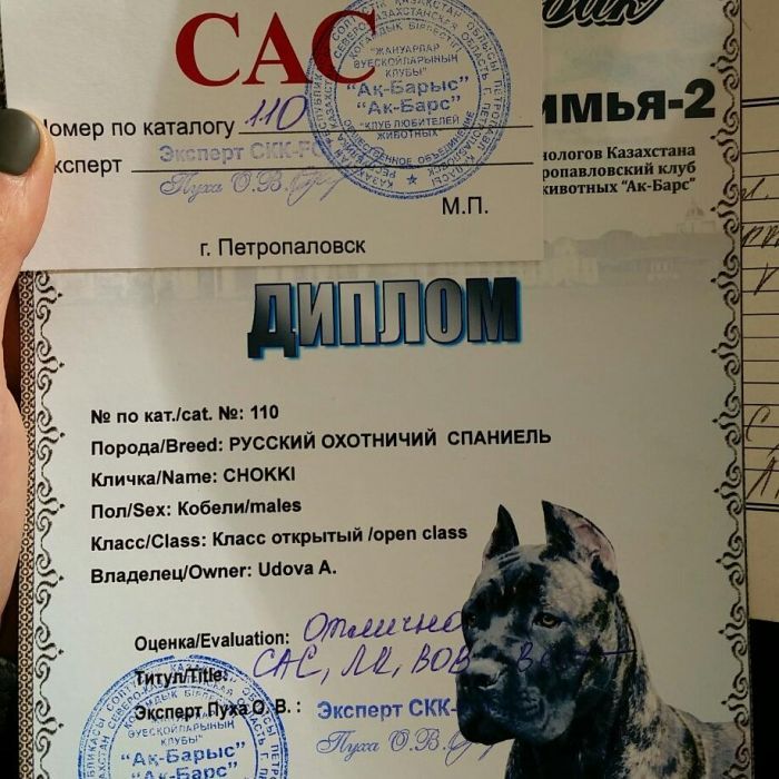 Русский Охотничий Спаниель ищет НЕВЕСТУ для вязки