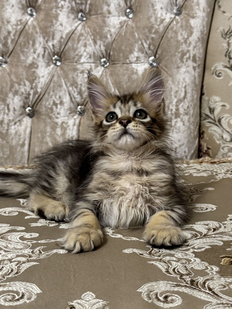 Котята мейн-кун нежные гиганты