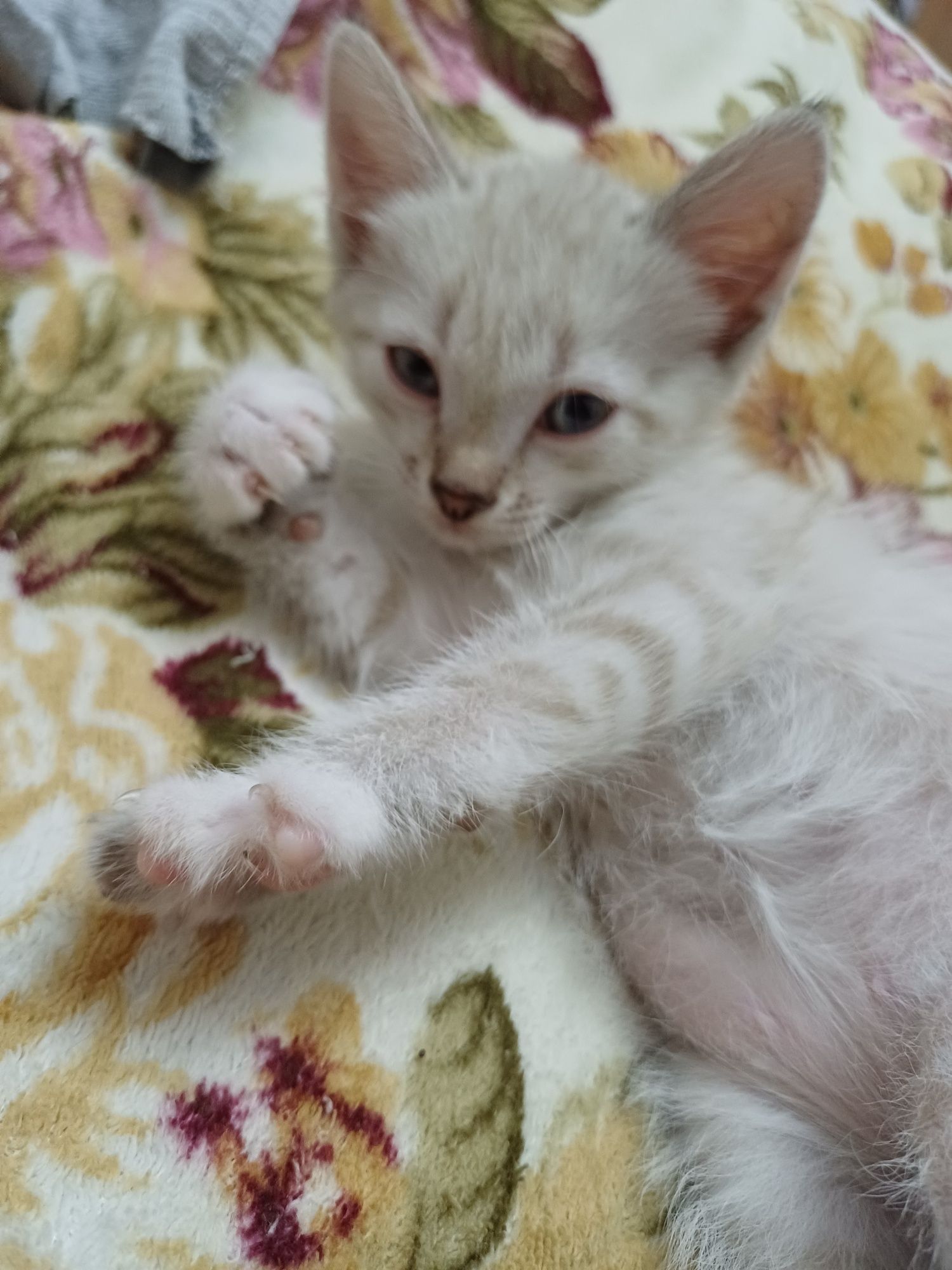 Котёнок, мальчик